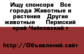 Ищу спонсора - Все города Животные и растения » Другие животные   . Пермский край,Чайковский г.